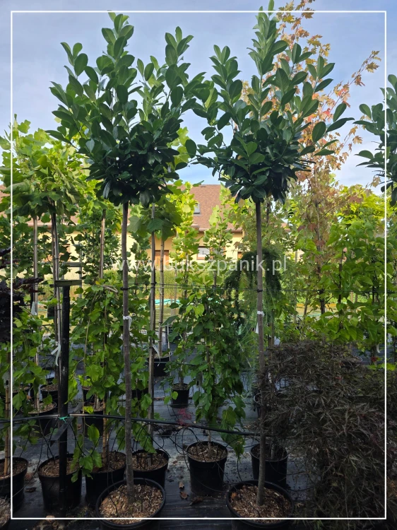 Laurowiśnia wschodnia NOVITA Pa 190-200cm - Prunus laurocerasus