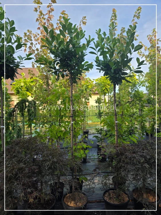 Laurowiśnia wschodnia NOVITA Pa 190-200cm - Prunus laurocerasus