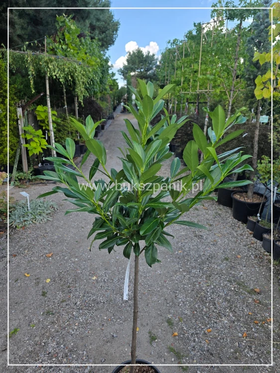 Laurowiśnia Caucasica