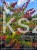Judaszowiec kanadyjski 200cm wys. Eternal Flame - Cercis canadensis C15l