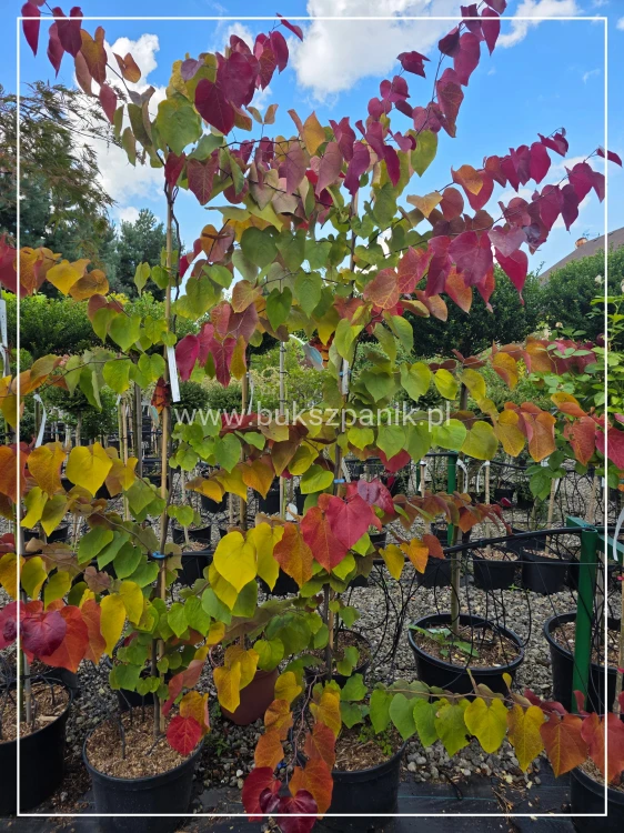 Judaszowiec kanadyjski 200cm wys. Eternal Flame - Cercis canadensis C15l