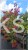 Judaszowiec kanadyjski 220-240cm wys. Eternal Flame - Cercis canadensis