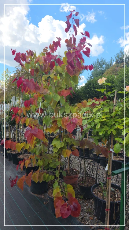 Judaszowiec kanadyjski 220-240cm wys. Eternal Flame - Cercis canadensis