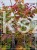 Judaszowiec kanadyjski 200cm wys. Eternal Flame - Cercis canadensis C15l