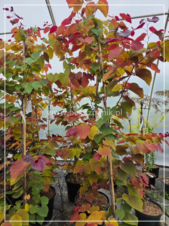 Judaszowiec kanadyjski 200cm wys. Eternal Flame - Cercis canadensis C15l
