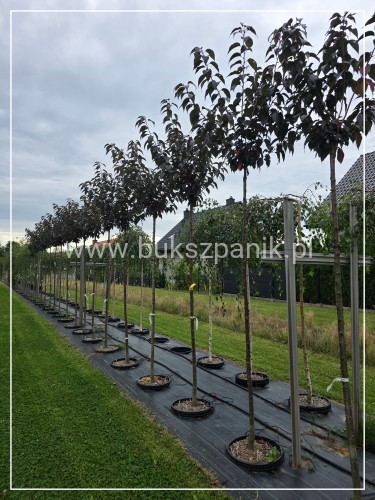 1000107084.jpg