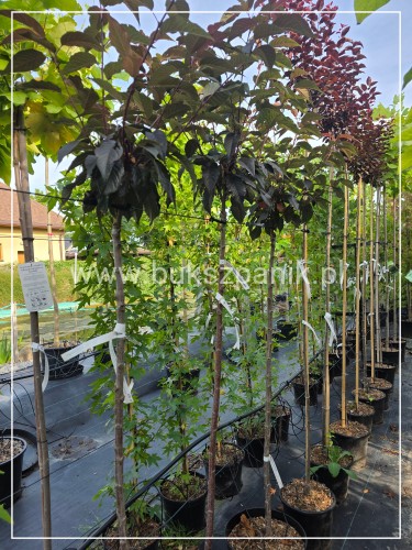 Wiśnia piłkowana Royal Burgundy- Prunus serrulata