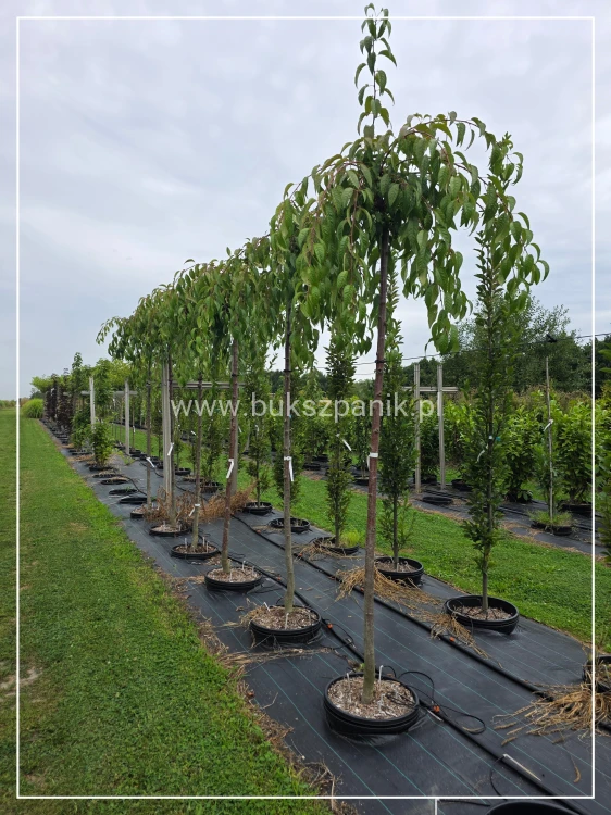 Wiśnia piłkowana KIKU SHIDARE ZAKURA - Prunus serrulata Pa200cm ob. 10-12cm