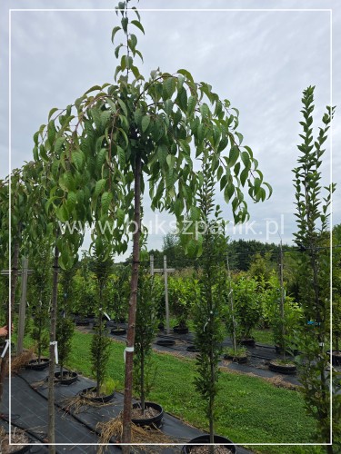 Wiśnia piłkowana KIKU SHIDARE ZAKURA - Prunus serrulata Pa200cm ob. 10-12cm