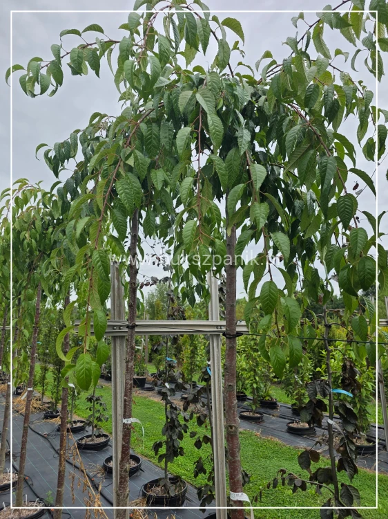 Wiśnia piłkowana KIKU SHIDARE ZAKURA - Prunus serrulata Pa200cm ob. 10-12cm