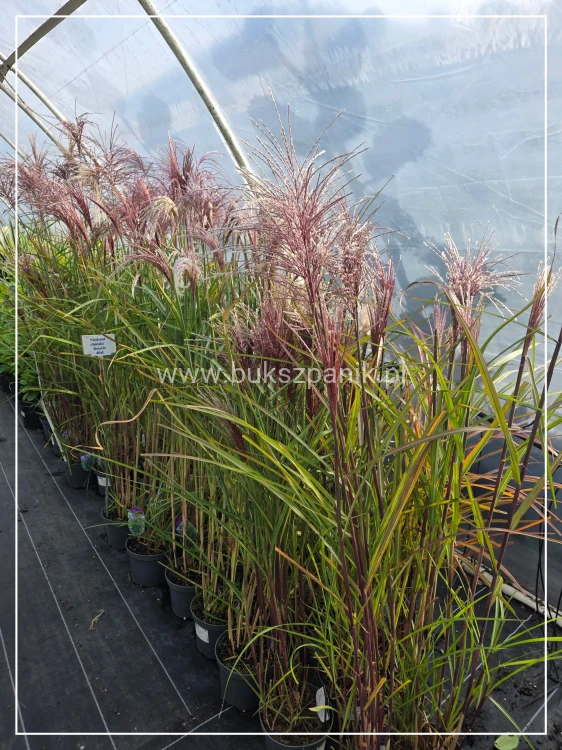 Miskant chiński BOUCLE- Miscanthus