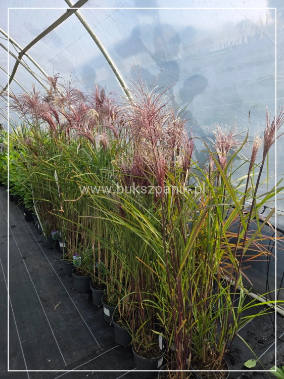 Miskant chiński BOUCLE- Miscanthus