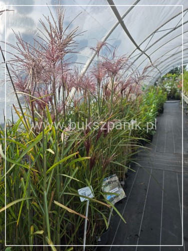 Miskant chiński BOUCLE- Miscanthus