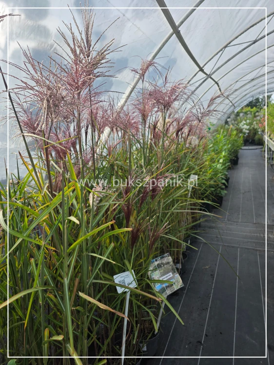 Miskant chiński BOUCLE- Miscanthus