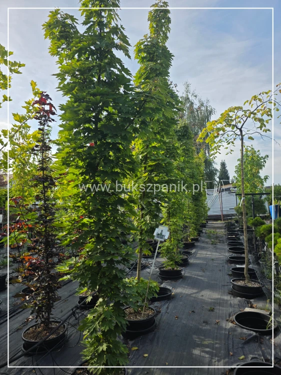 Klon pospolity Warmia- Acer platanoides ob. 10-12cm h: 3m