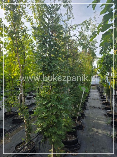 Jarząb pospolity FASTIGIATA- Sorbus aucuparia