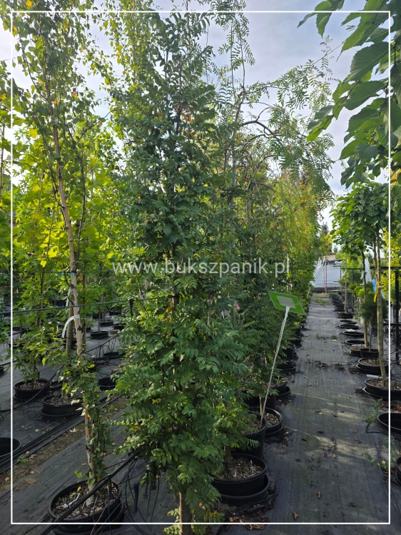 Jarząb pospolity FASTIGIATA- Sorbus aucuparia