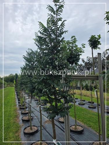 Jarząb pospolity FASTIGIATA - Sorbus aucuparia Pa 120cm obw. 8-10cm, H250cm