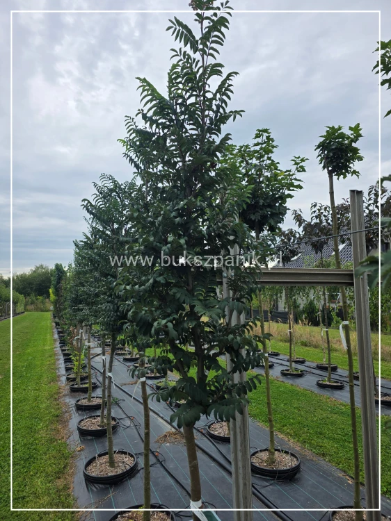 Jarząb pospolity FASTIGIATA - Sorbus aucuparia Pa 120cm obw. 8-10cm, H250cm