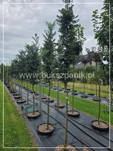 Jarząb pospolity FASTIGIATA - Sorbus aucuparia Pa 120cm obw. 8-10cm, H250cm