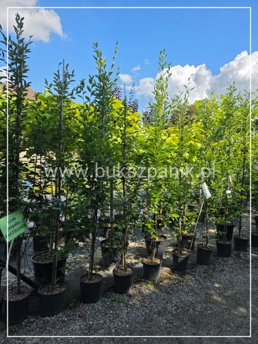 Grab pospolity FASTIGIATA - Carpinus betulus wys.300cm, ob. 6-8cm