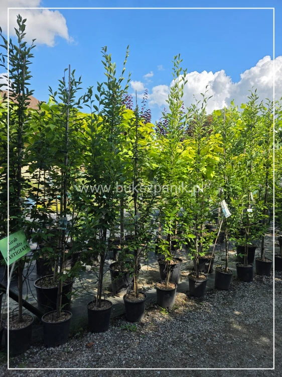 Grab pospolity FASTIGIATA - Carpinus betulus wys.300cm, ob. 6-8cm
