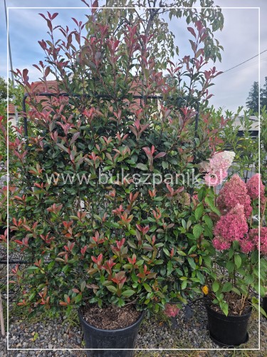 Głogownik Compacta -- Photinia fraseri EKRAN 120szerokosci x 150 cm wysokości