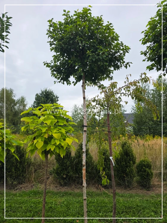 Brzoza brodawkowata MAGICAL GLOBE PA225, ob 8-10cm- Betula pendula
