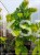 Judaszowiec kanadyjski The Rising Sun- Cercis canadensis C15, 160cm