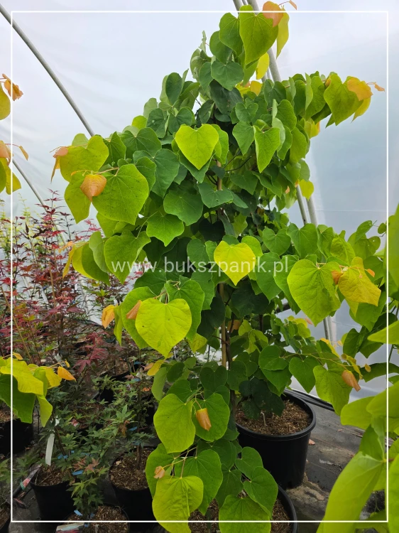 Judaszowiec kanadyjski The Rising Sun- Cercis canadensis C15, 160cm