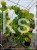Judaszowiec kanadyjski The Rising Sun- Cercis canadensis C15, 160cm