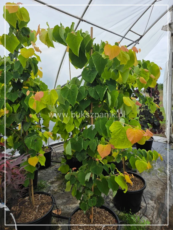 Judaszowiec kanadyjski The Rising Sun- Cercis canadensis C15, 160cm