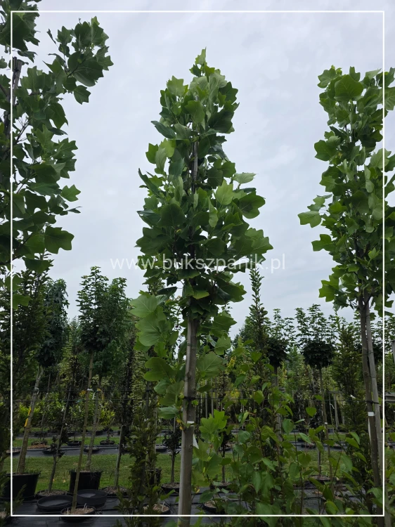 Tulipanowiec amerykański- Liriodendron tulipifera C35l. Ob.10-12cm h: +/-300cm