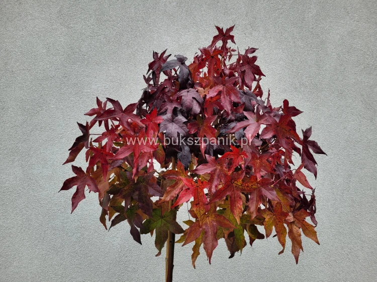 Ambrowiec amerykański Gum Ball- Liquidambar styraciflua- f. pienna