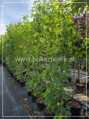 Ambrowiec amerykański Worplesdon - h: 200cm, Liquidambar styraciflua