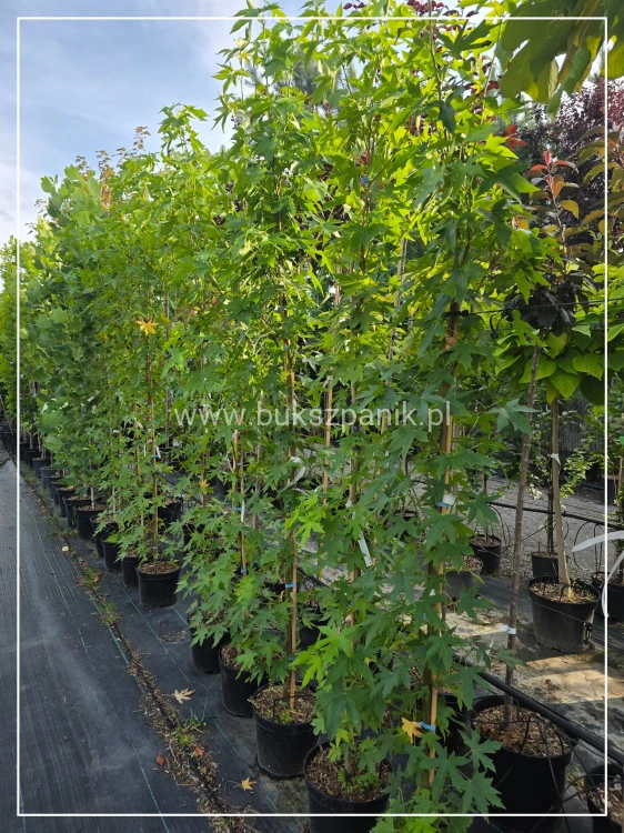 Ambrowiec amerykański Worplesdon - h: 200cm, Liquidambar styraciflua