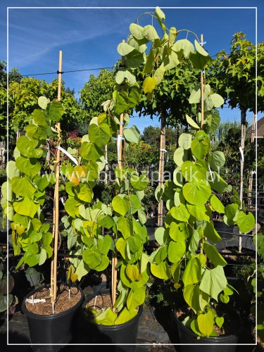 Judaszowiec kanadyjski - GOLDEN FALLS - Cercis canadensis C15 160-180cm