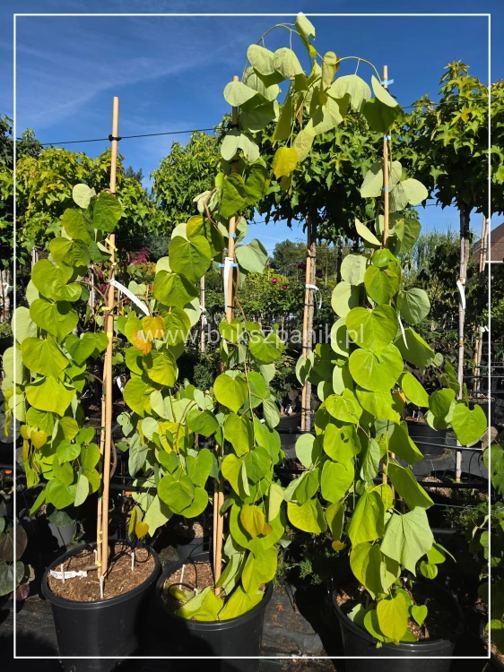 Judaszowiec kanadyjski - GOLDEN FALLS - Cercis canadensis C15 160-180cm