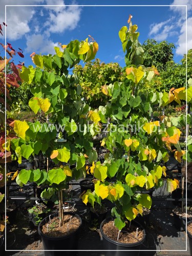 Judaszowiec kanadyjski The Rising Sun- Cercis canadensis C15, 160cm