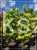 Judaszowiec kanadyjski The Rising Sun- Cercis canadensis C15, 160cm