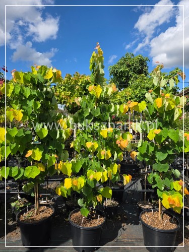 Judaszowiec kanadyjski The Rising Sun- Cercis canadensis C15, 160cm