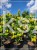Judaszowiec kanadyjski The Rising Sun- Cercis canadensis C15, 160cm