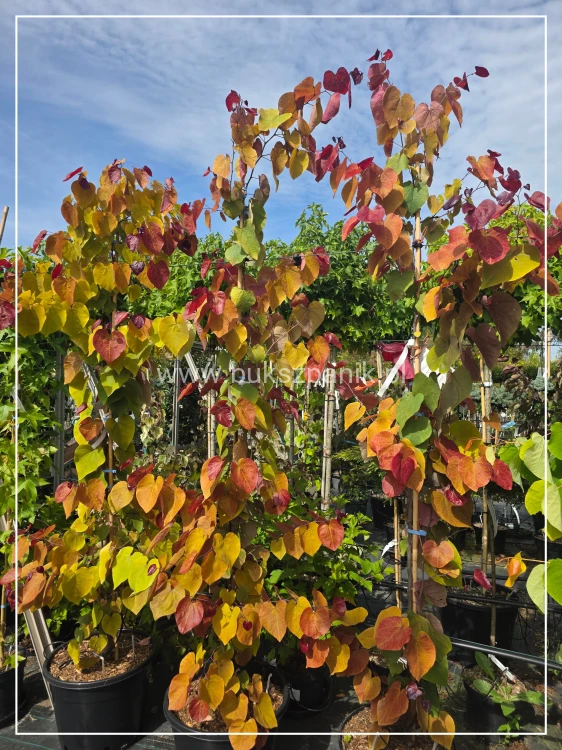 Judaszowiec kanadyjski 220-240cm wys. Eternal Flame - Cercis canadensis