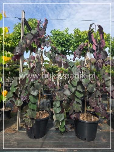Judaszowiec kanadyjski Ruby Falls- Cercis canadensis C35, 170cm