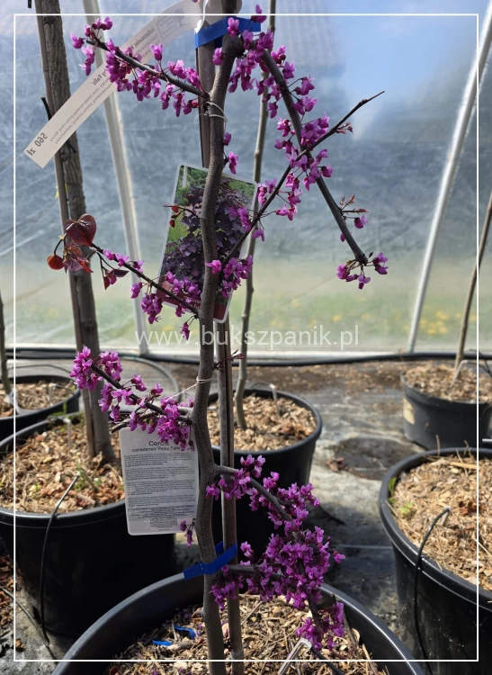Judaszowiec kanadyjski Ruby Falls- Cercis canadensis C35, 170cm
