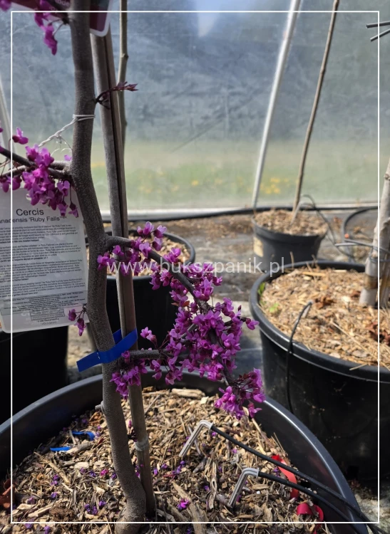 Judaszowiec kanadyjski Ruby Falls- Cercis canadensis C35, 170cm