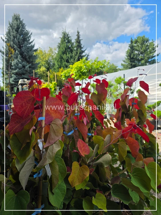 Judaszowiec kanadyjski Hearts A'Fire- Cercis canadensis