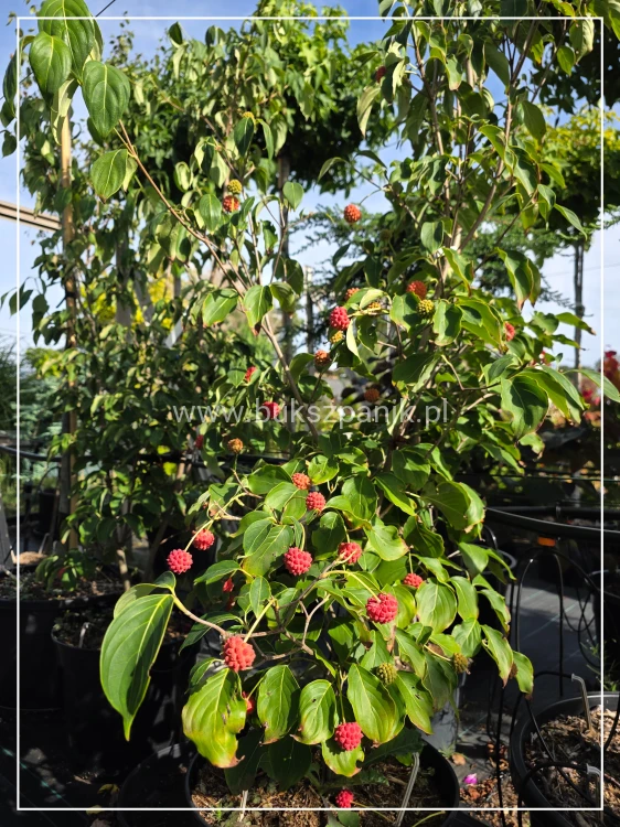 Dereń kousa CHINA GIRL - Cornus kousa C25l, h: 1.60-190cm