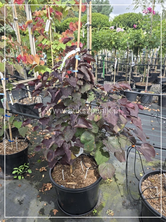 Judaszowiec 'Ace of Spades' Cercis canadensis