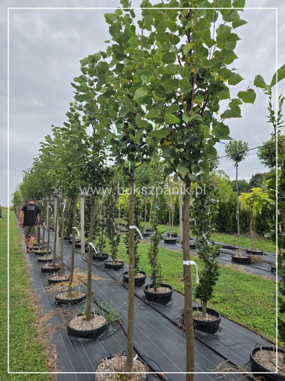 Lipa drobnolistna GREENSPIRE - Tilia cordata ob.10-12cm